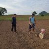Polsek Sekayam Lakukan Perawatan Intensif Lahan Demplot Jagung Dukung Ketahanan Pangan