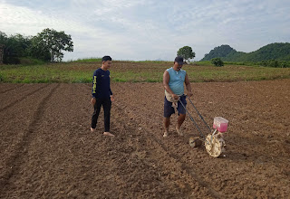 Polsek Sekayam Lakukan Perawatan Intensif Lahan Demplot Jagung Dukung Ketahanan Pangan