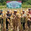 KETUA DPRD KABUPATEN SANGGAU HADIRI PANEN RAYA JAGUNG – DPRD Kab. Sanggau