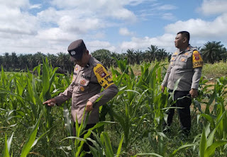 Polsek Kembayan Intensif Pantau Pertumbuhan Tanaman di Lahan Demplot: Pastikan Ketahanan Pangan Berjalan Optimal Polsek Kembayan Intensif Pantau Pertumbuhan Tanaman di Lahan Demplot: Pastikan Ketahanan Pangan Berjalan Optimal