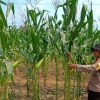 Polsek Tayan Hulu Intensif Kawal Pertumbuhan Tanaman Jagung Demplot, Dorong Optimalisasi Lahan Produktif