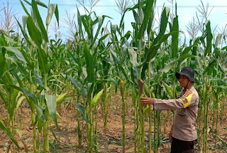 Polsek Tayan Hulu Intensif Kawal Pertumbuhan Tanaman Jagung Demplot, Dorong Optimalisasi Lahan Produktif