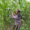Polsek Meliau Intensif Pantau Lahan Demplot 3 Hektare, Pastikan Pertumbuhan Jagung Optimal