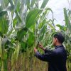 Polsek Sekayam Lakukan Pengecekan Ganda Demplot Jagung, Pastikan Tanaman Tumbuh Optimal untuk Ketahanan Pangan
