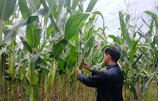Polsek Sekayam Lakukan Pengecekan Ganda Demplot Jagung, Pastikan Tanaman Tumbuh Optimal untuk Ketahanan Pangan Polsek Sekayam Lakukan Pengecekan Ganda Demplot Jagung, Pastikan Tanaman Tumbuh Optimal untuk Ketahanan Pangan