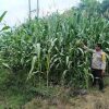 Polsek Mukok Pantau Ketat Progres Tiga Lahan Demplot Jagung, Pastikan Tanaman Tumbuh Optimal