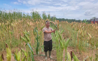 Polsek Tayan Hulu Intensif Awasi Tiga Lahan Demplot, Dorong Pemanfaatan Lahan Produktif untuk Ketahanan Pangan