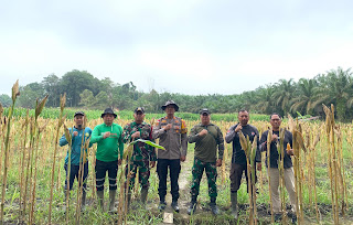 Panen Jagung Hibrida Demplot II, Polsek Mukok Dorong Ketahanan Pangan Bersama Petani