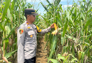 Polsek Toba Tinjau Pertumbuhan Jagung di Lahan Demplot, Dorong Program Ketahanan Pangan