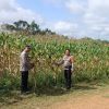 Kapolsek Jangkang Pimpin Pengecekan Demplot Jagung 2 Hektare, Tanaman Tumbuh Subur Pasca Tanam Serentak