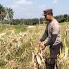 Polsek Kembayan Pantau Perkembangan Tanaman Demplot, Siapkan Tahap Panen