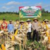Panen Jagung di Meliau Jadi Bukti Nyata Dukungan Ketahanan Pangan Daerah