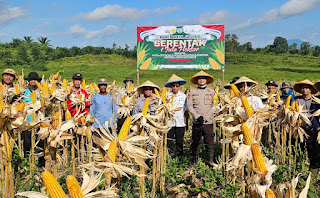 Panen Jagung di Meliau Jadi Bukti Nyata Dukungan Ketahanan Pangan Daerah