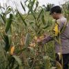 Polsek Kembayan Pantau Lahan Demplot, Pastikan Tanaman Tumbuh Optimal