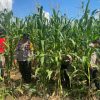 Polsek Tayan Hulu Intensifkan Kontrol Tiga Lahan Demplot, Dorong Optimalisasi Lahan Produktif untuk Ketahanan Pangan