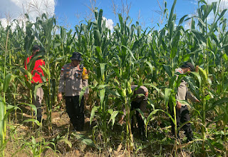 Polsek Tayan Hulu Intensifkan Kontrol Tiga Lahan Demplot, Dorong Optimalisasi Lahan Produktif untuk Ketahanan Pangan