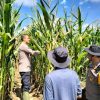 Pamatwil Polda Kalbar Tinjau Langsung Lahan Jagung Hibrida di Parindu, Dorong Optimalisasi Dana Desa untuk Pertanian