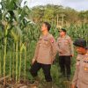 Kabid TIK Polda Kalbar Tinjau Demplot Jagung Hibrida di Mukok, Dorong Sinergi Ketahanan Pangan