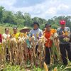 Panen Jagung di Balai, Polsek Batang Tarang Dorong Kemandirian Pangan Warga