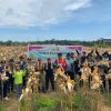 Panen Jagung di Tayan Hulu, Bukti Sinergi untuk Wujudkan Ketahanan Pangan Daerah