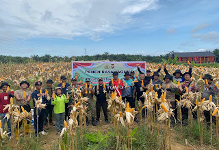 Panen Jagung di Tayan Hulu, Bukti Sinergi untuk Wujudkan Ketahanan Pangan Daerah
