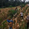 Polsek Parindu Dampingi Petani Panen Jagung Hibrida, Dorong Swasembada Pangan di Sanggau