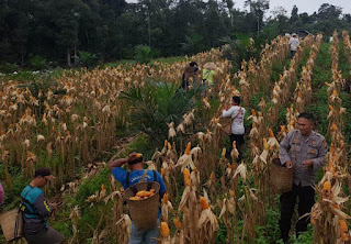 Polsek Parindu Dampingi Petani Panen Jagung Hibrida, Dorong Swasembada Pangan di Sanggau