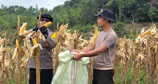 Dukung Swasembada, Polsek Kapuas Borong Hasil Panen Jagung di Lahan Demplot