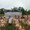 Panen Jagung di Lahan Demplot Polsek Jangkang Dorong Ketahanan Pangan di Sanggau