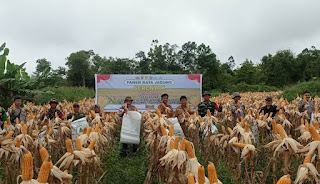 Panen Jagung di Lahan Demplot Polsek Jangkang Dorong Ketahanan Pangan di Sanggau