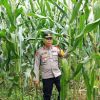 Polsek Parindu Pantau Pertumbuhan Jagung Demplot II, Dorong Program Ketahanan Pangan