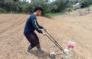 Dukung Swasembada Pangan, Polsek Sekayam Tanam Jagung di Lahan Demplot IV
