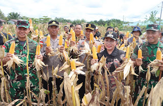 Polres Sanggau Gelar Panen Raya Jagung Hibrida, Dorong Ketahanan Pangan Menuju Swasembada 2025