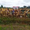 Dari Noyan untuk Negeri: Panen Raya Jagung Hibrida Dukung Swasembada Pangan