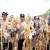 Wakil Bupati Sanggau Susana Herpena Panen Raya Jagung di Mukok