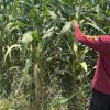 Dari Ladang ke Lumbung: Polsek Sekayam Konsisten Rawat Demplot Jagung untuk Pangan Berkelanjutan