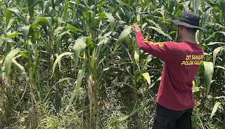 Dari Ladang ke Lumbung: Polsek Sekayam Konsisten Rawat Demplot Jagung untuk Pangan Berkelanjutan