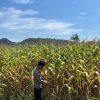 Polsek Sekayam Lakukan Pengecekan dan Perawatan Lahan Demplot Jagung Kedua Dukung Program Ketahanan Pangan