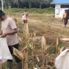 Polsek Kembayan Panen Jagung Kuartal IV, Wujud Kemandirian Pangan Lewat Lahan Demplot