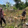 Sinergi Polri dan Petani: Polsek Beduai Panen Jagung Demplot 2 Dukung Ketahanan Pangan Nasional