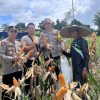 Polsek Parindu Panen Jagung Serentak di Dua Lokasi Demplot, Wujud Nyata Dukung Ketahanan Pangan Nasional