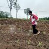 Bersama Masyarakat, Polsek Beduai Jaga Ketahanan Pangan Lewat Perawatan Demplot Jagung