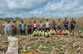 Dari Lahan Demplot ke Ketahanan Pangan: Polsek Sekayam Panen Jagung di Desa Kenaman Dari Lahan Demplot ke Ketahanan Pangan: Polsek Sekayam Panen Jagung di Desa Kenaman