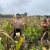 Kolaborasi Polsek Toba dan Petani Lokal, Panen Jagung Jadi Bukti Sinergi Ketahanan Pangan