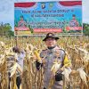 Polsek Meliau Panen Jagung Demplot untuk Wujudkan Ketahanan Pangan Berkelanjutan