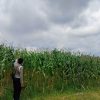 Dukung Program Ketahanan Pangan, Polsek Sekayam Intensif Pantau Dua Demplot Jagung