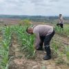 Wujudkan Kemandirian Pangan, Polsek Kembayan Lakukan Pengecekan Rutin di Lahan Demplot