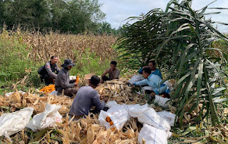 Dukung Swasembada Pangan, Polsek Mukok Panen Jagung Hibrida di Demplot PT CNIS Dukung Swasembada Pangan, Polsek Mukok Panen Jagung Hibrida di Demplot PT CNIS