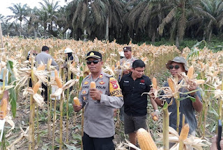 Hasil Panen Jagung Demplot IV Polsek Mukok Meningkat, Program Lahan Produktif Berjalan Optimal Hasil Panen Jagung Demplot IV Polsek Mukok Meningkat, Program Lahan Produktif Berjalan Optimal