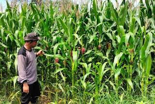 Tanaman Jagung Demplot Polsek Meliau Mulai Berbuah, Program Kuartal IV Berjalan Optimal Tanaman Jagung Demplot Polsek Meliau Mulai Berbuah, Program Kuartal IV Berjalan Optimal